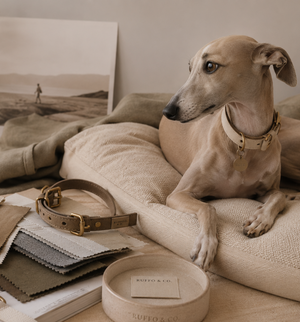 Quality Over Trends: Why Mindful Pet Ownership Begins With Durable Dog Accessories
