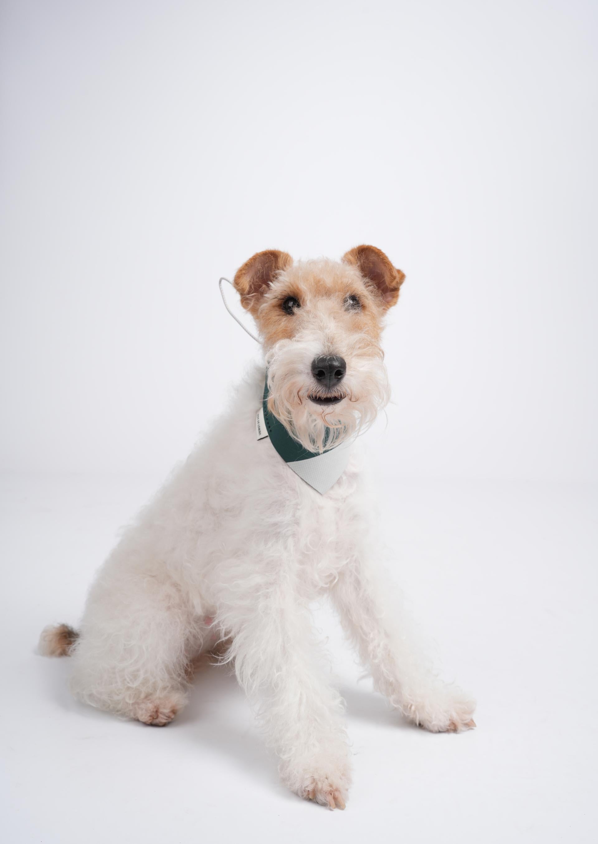 OrbitQuest Tech Sport Dog Bandana