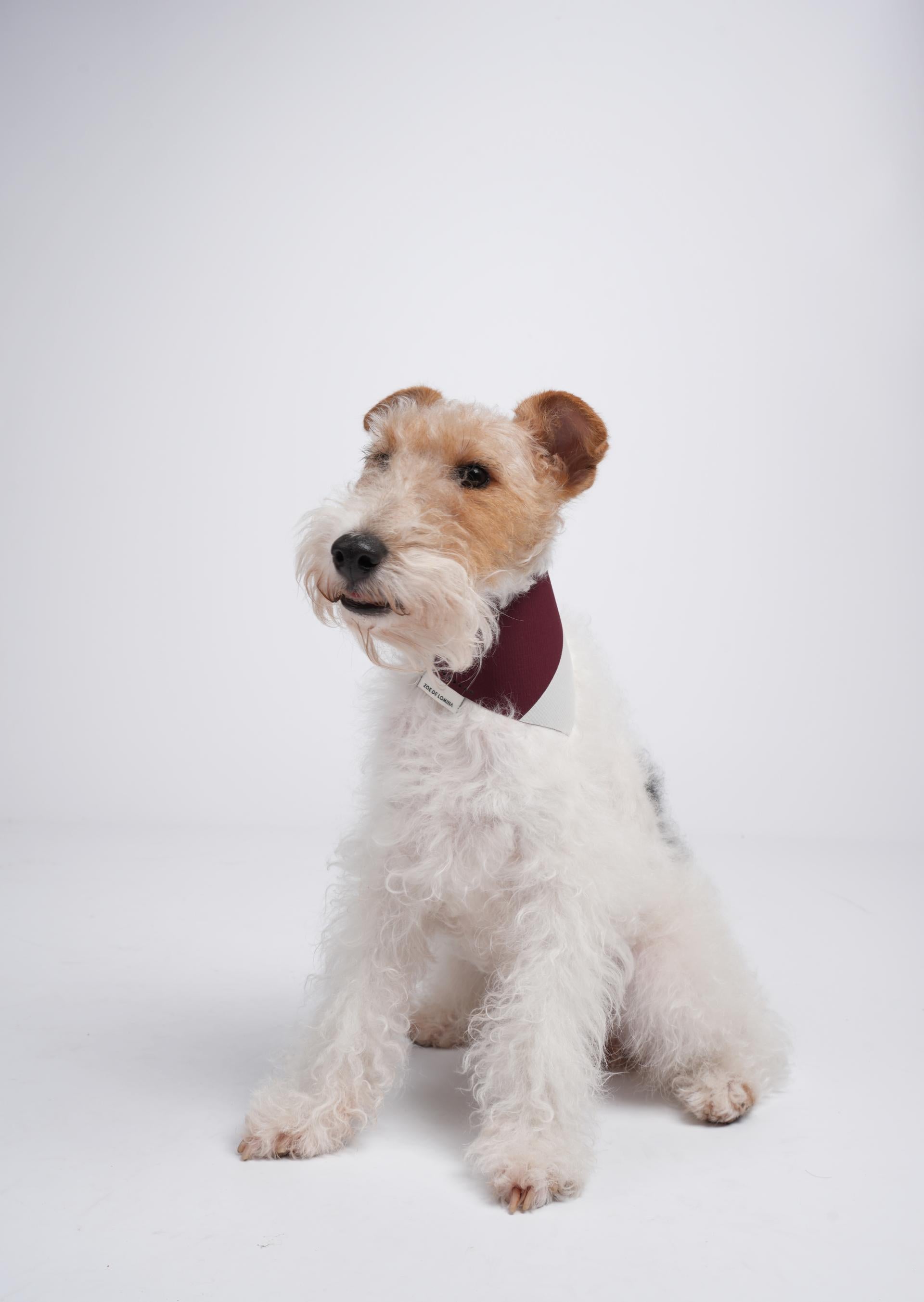 OrbitQuest Tech Sport Dog Bandana