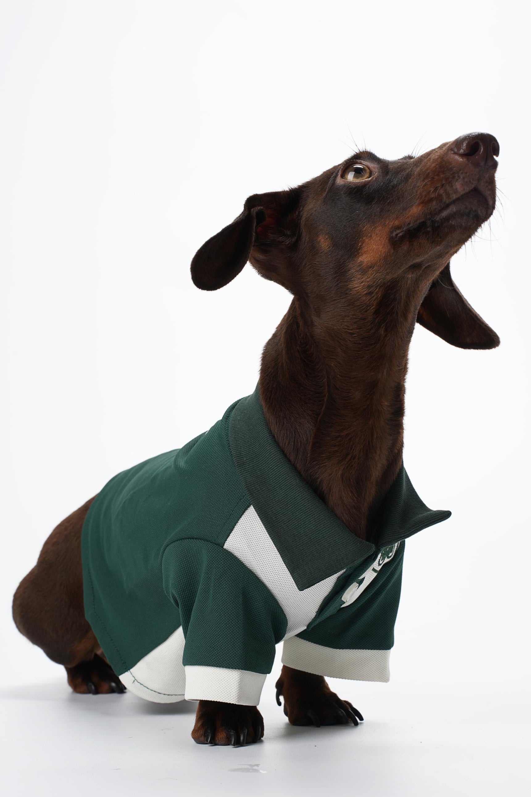 Zoe Academy Dog Polo Shirt