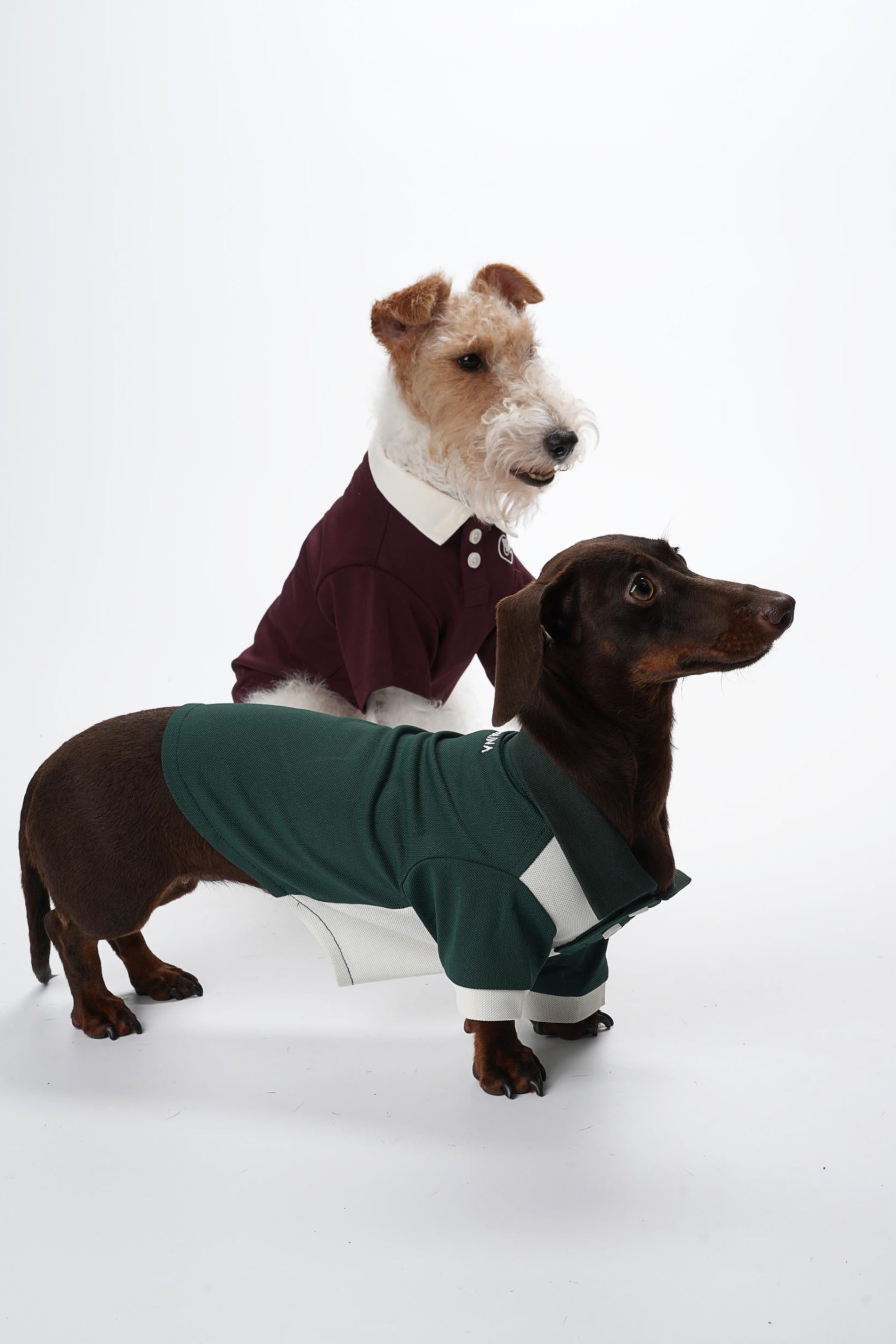 Zoe Academy Dog Polo Shirt